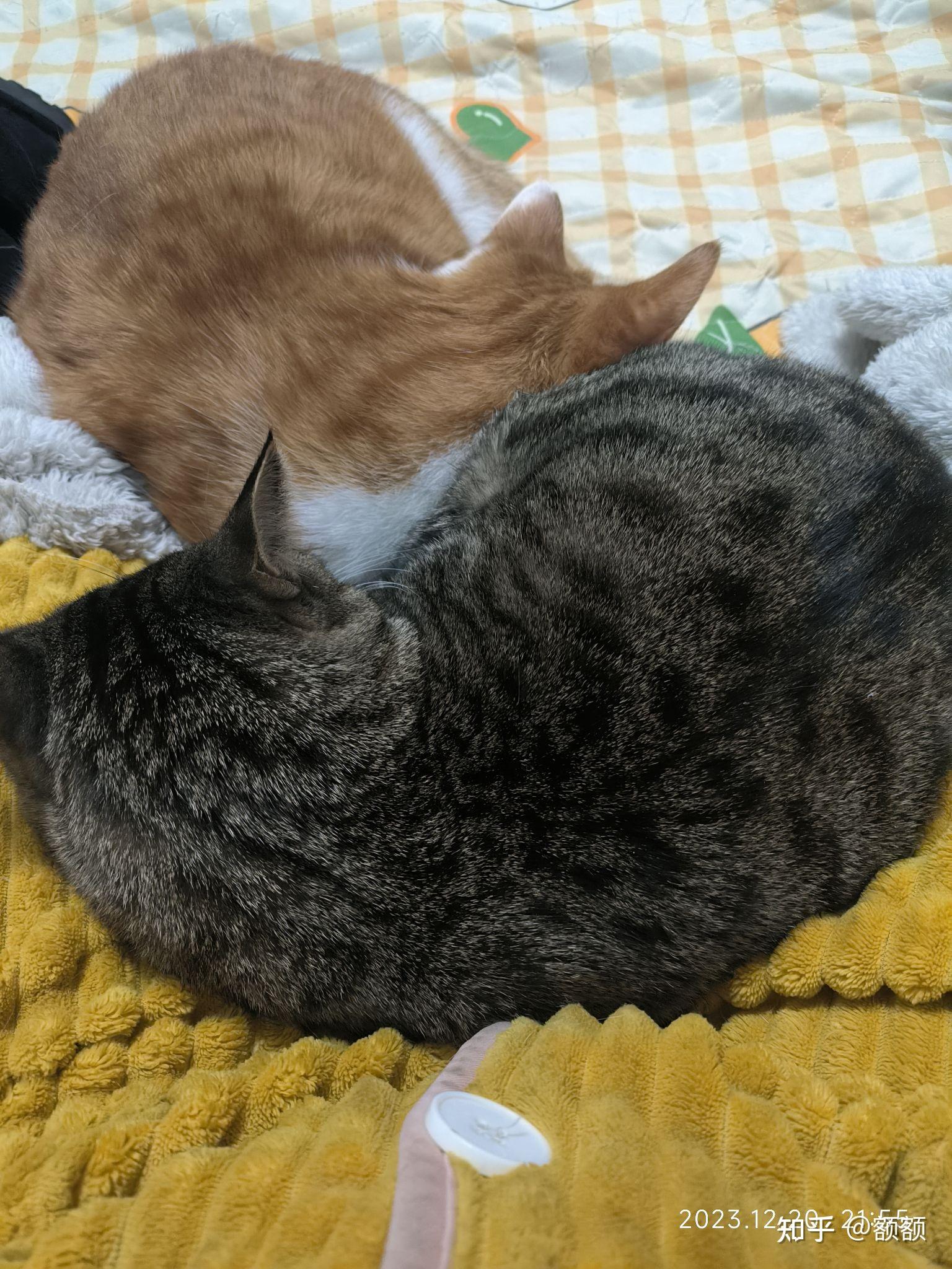 家里进猫是吉还是凶
